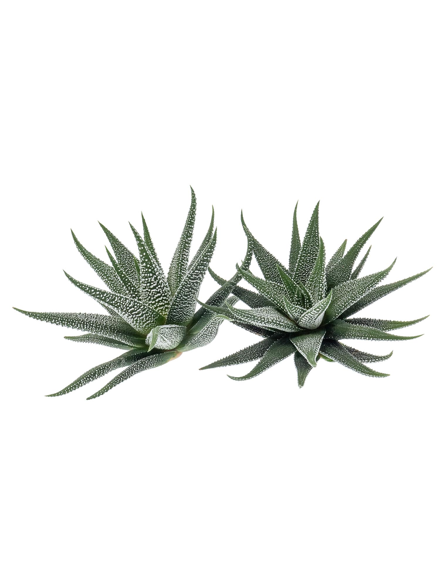 blumigo-haworthia-fasciata-concolor-sukkulente-gr-n-wei-topfpflanze image 2