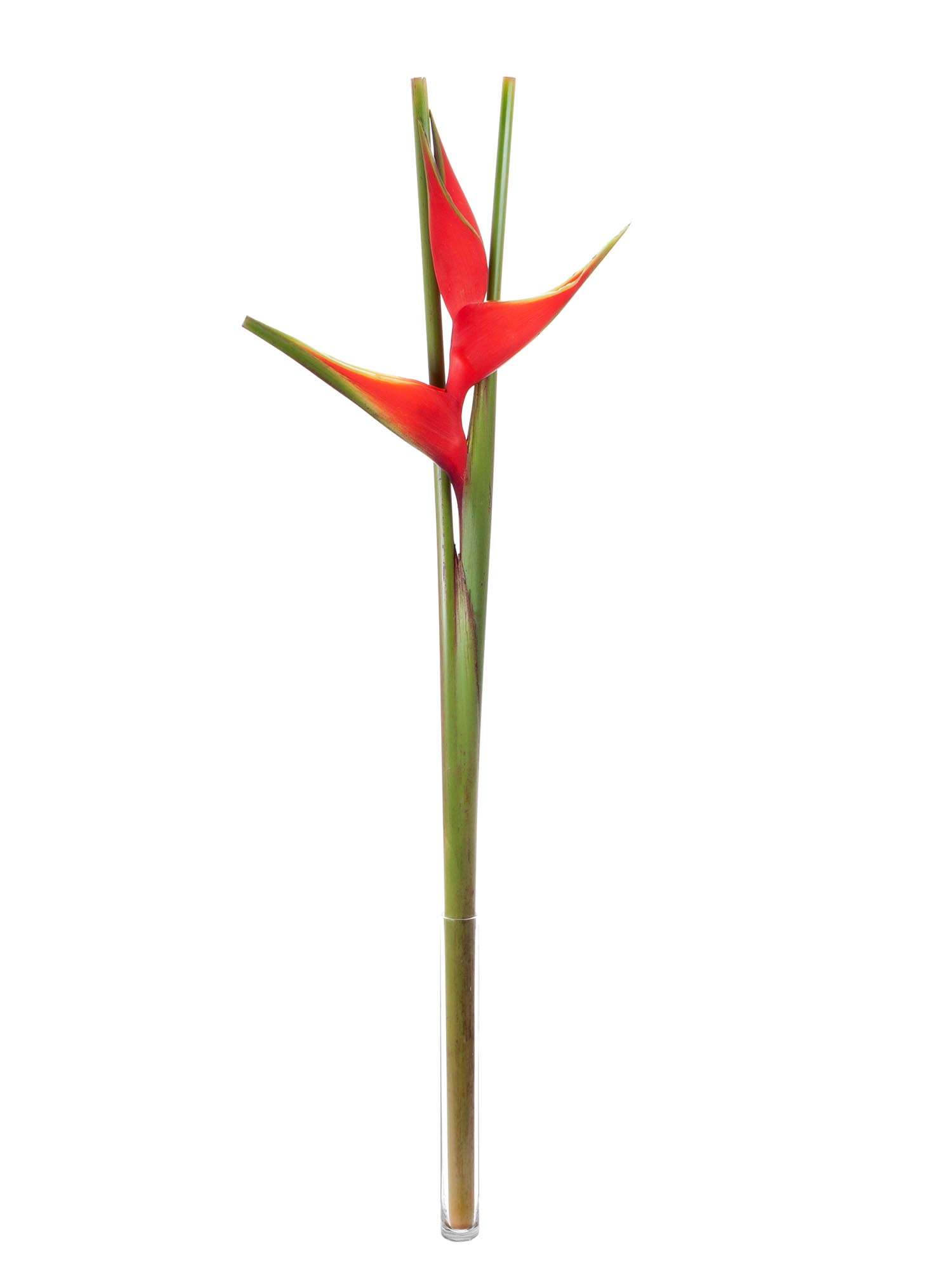 blumigo-blattwerk-helikonie-bihai-rot-stiel image 3