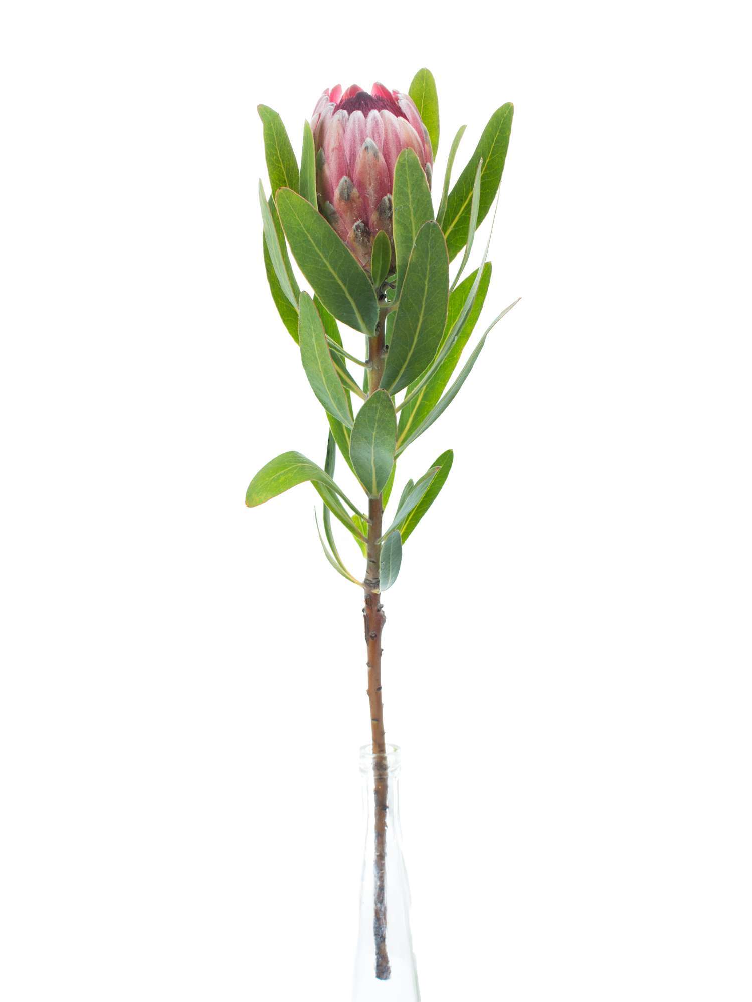 blumigo-proteen-protea-pink-ice-schnittblume-rosa image 3