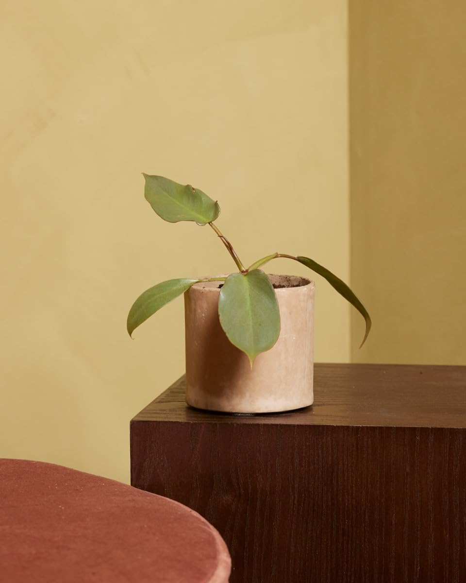plnts-baby-philodendron-atabapoense-zimmerpflanze-8-cm-pflegeleicht image 5