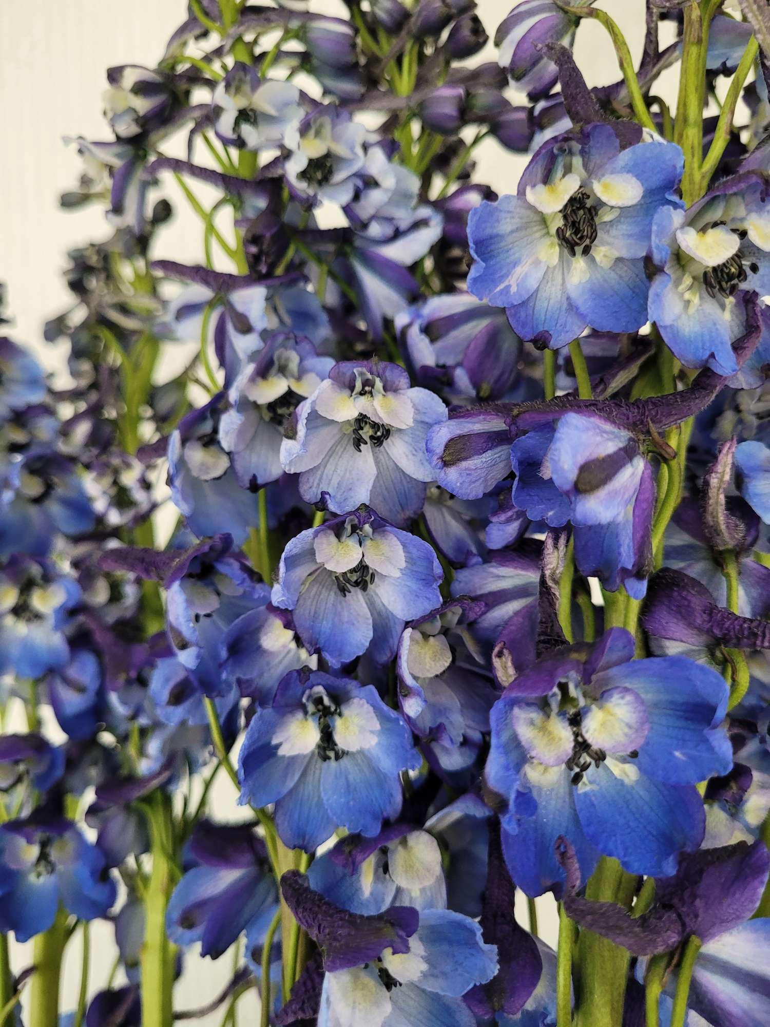blumigo-l-wenm-ulchen-rittersporn-donna-schnittblume-blau image 1