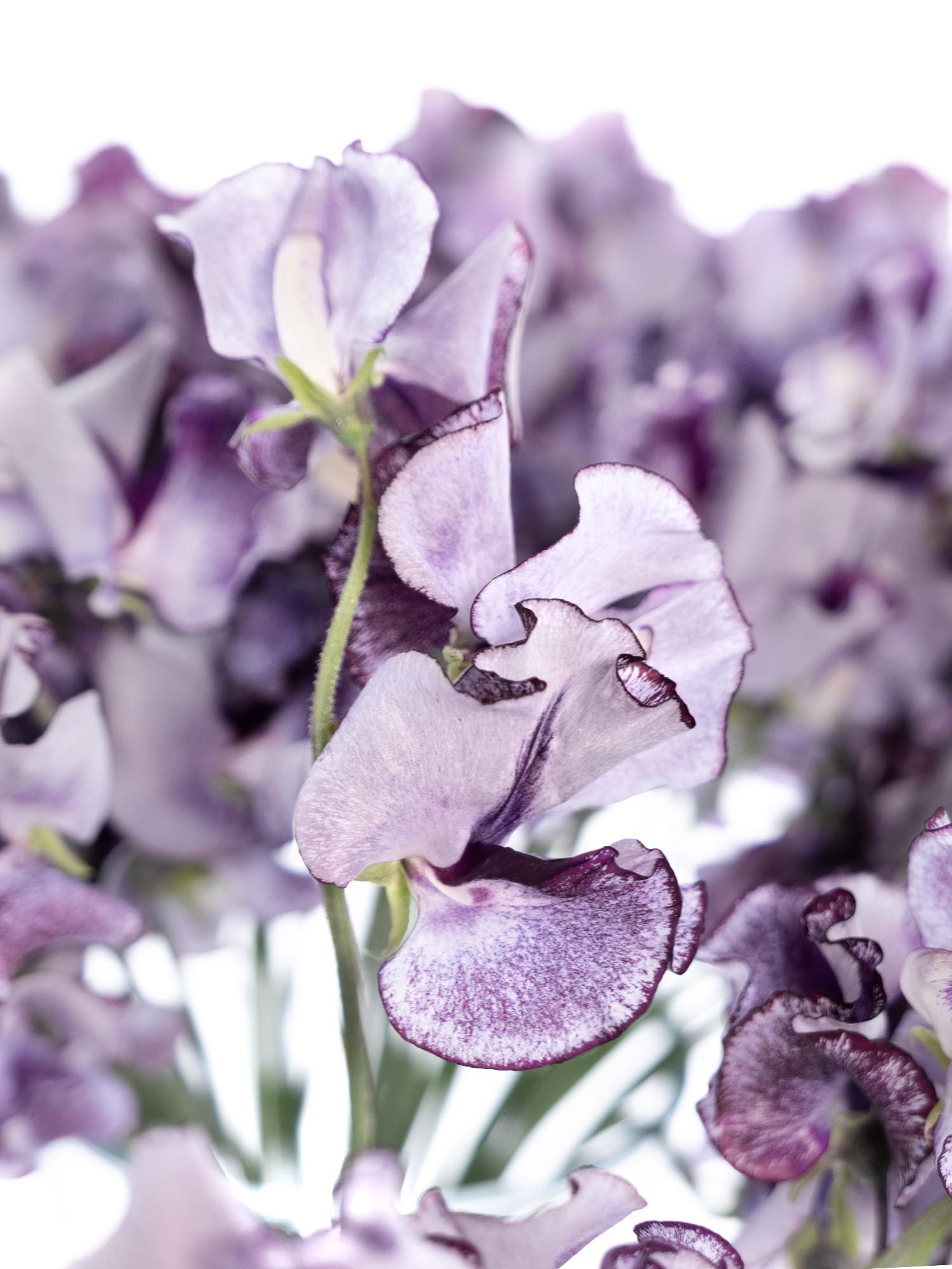 blumigo-wicken-wedding-violett-schnittblume-wei-violett image 1
