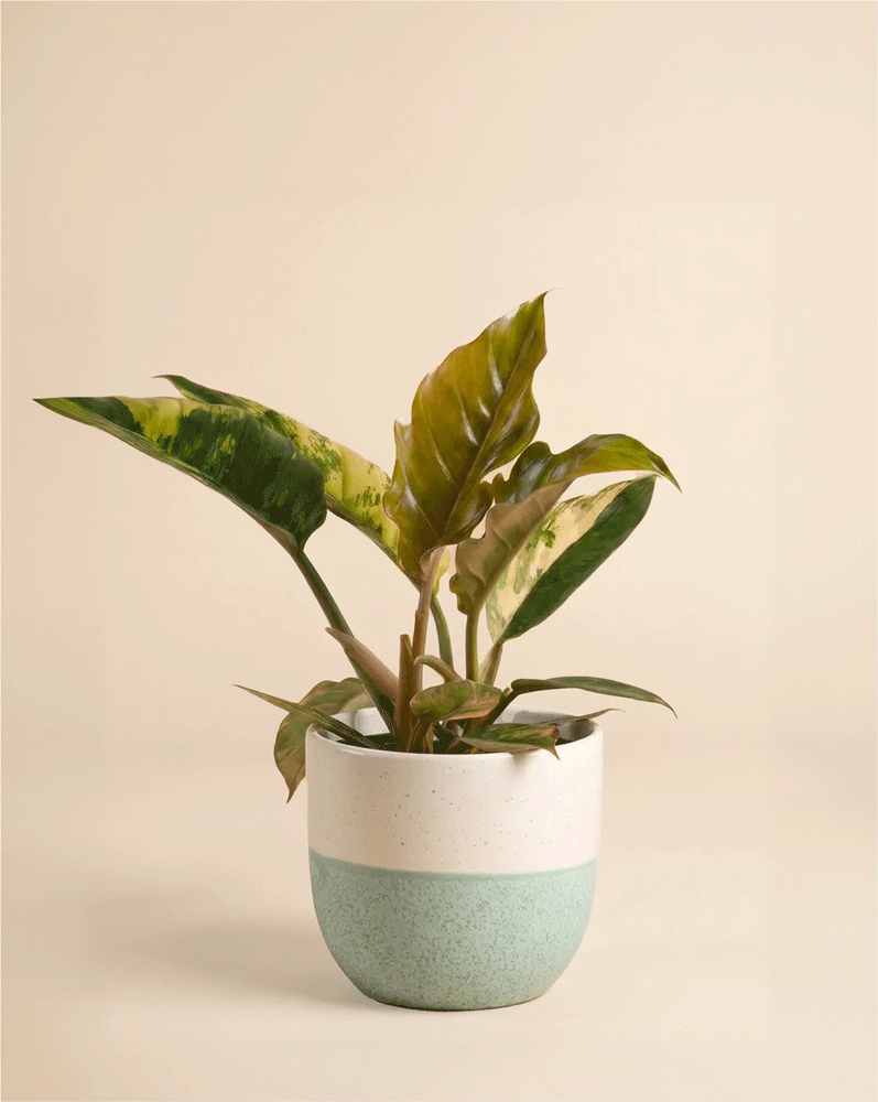 feey-variado-philodendron-caramel-marble-pflanze-ohne-topf image 5
