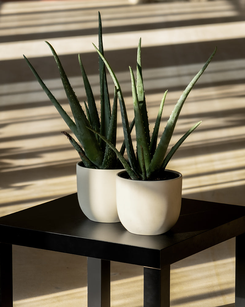 feey-variado-aloe-vera-duo-zimmerpflanze-2er-set-pflegeleicht image 4