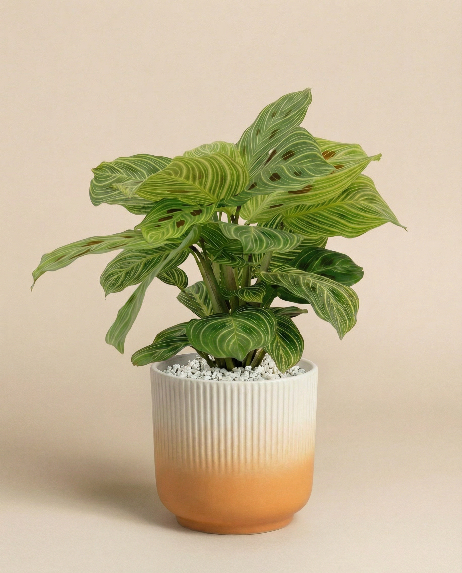 feey-maranta-light-veins-zimmerpflanze-ohne-topf-selten image 7