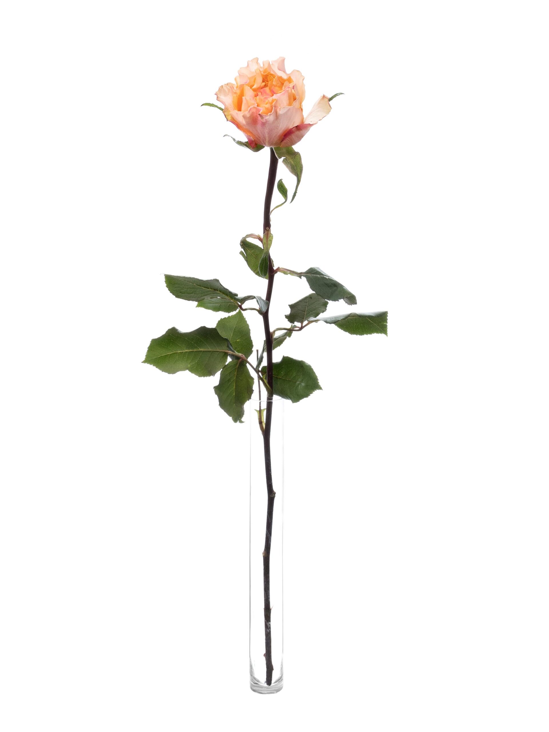 blumigo-rosen-campanella-peach-schnittrosen-apricot image 3