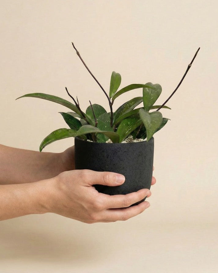 feey-variado-hoya-pubicalyx-wachsblume-ohne-bertopf-klein image 1