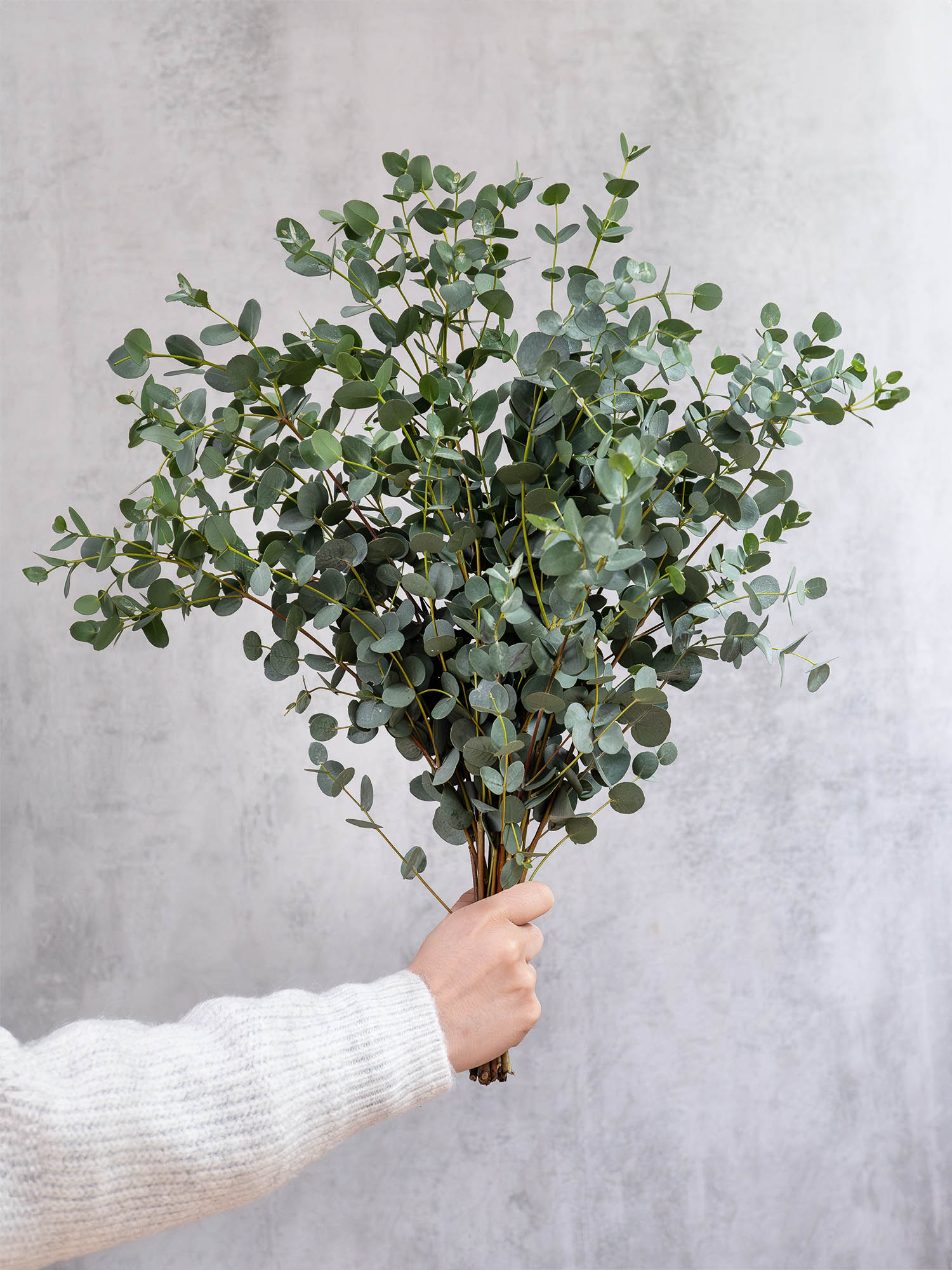 blumigo-eukalyptus-gunni-gr-ner-bund-frisch image 1
