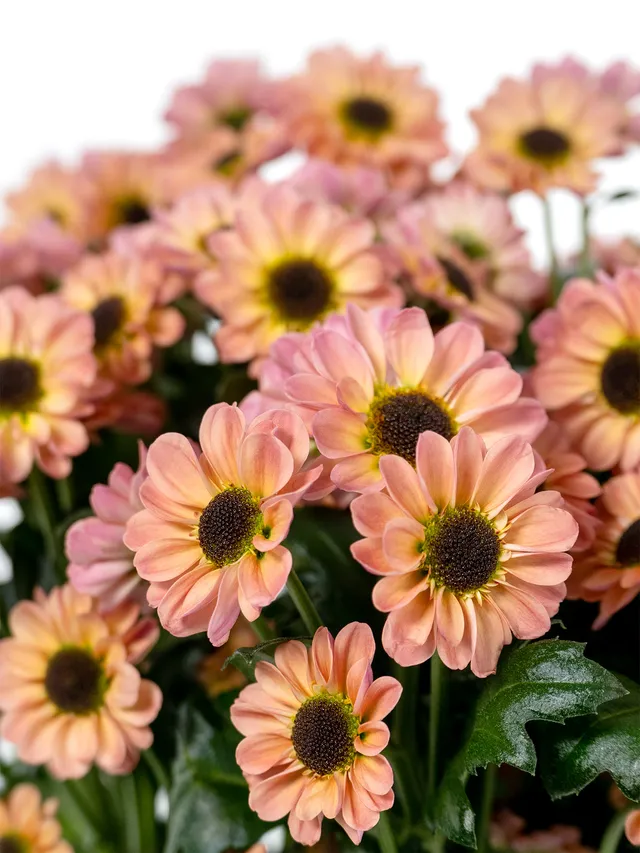 blumigo-chrysanthemen-santini-ying-yang-smokey-apricot image 1