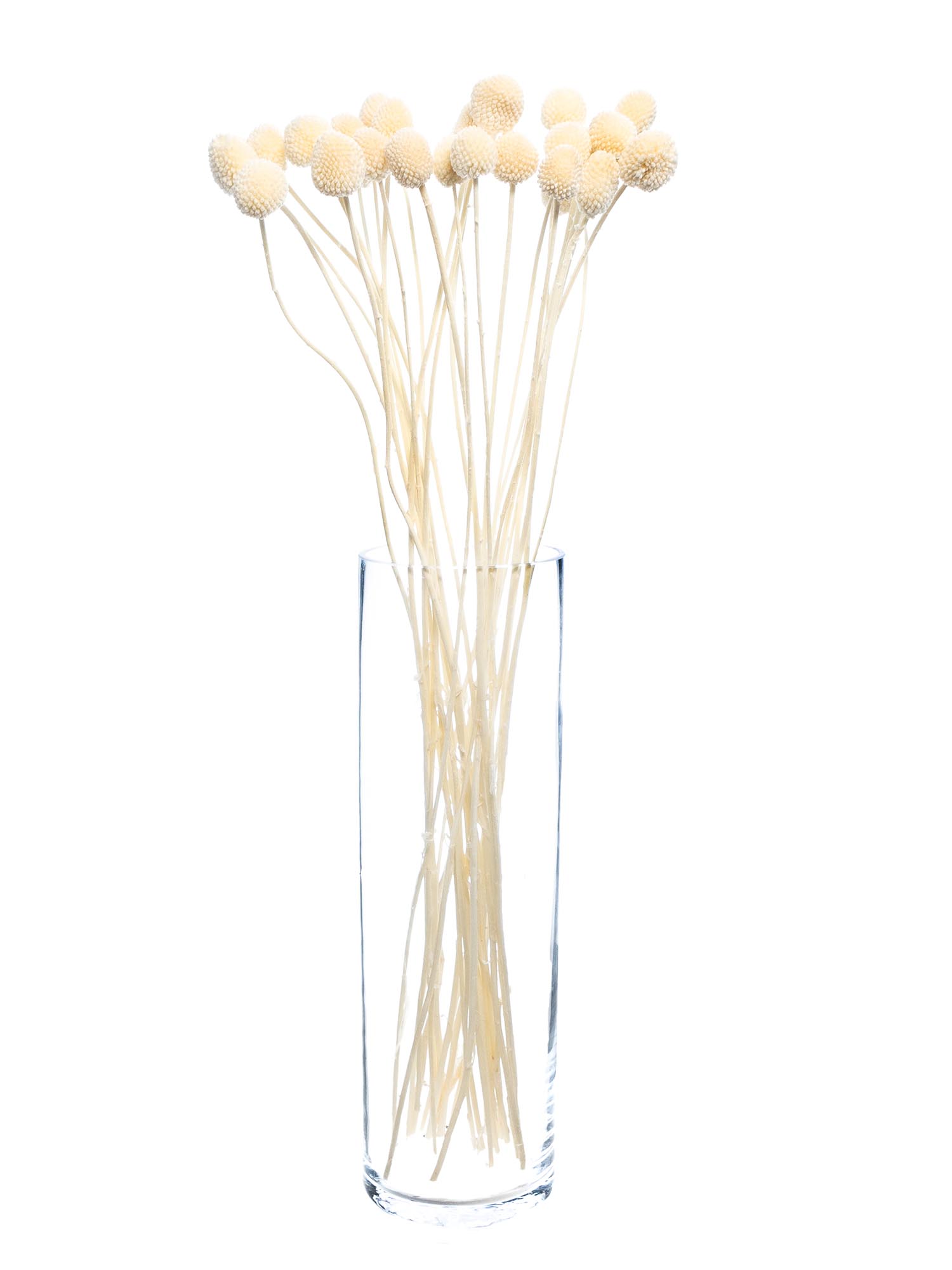 blumigo-trockenblumen-craspedia-trommelst-cke-wei-creme image 2