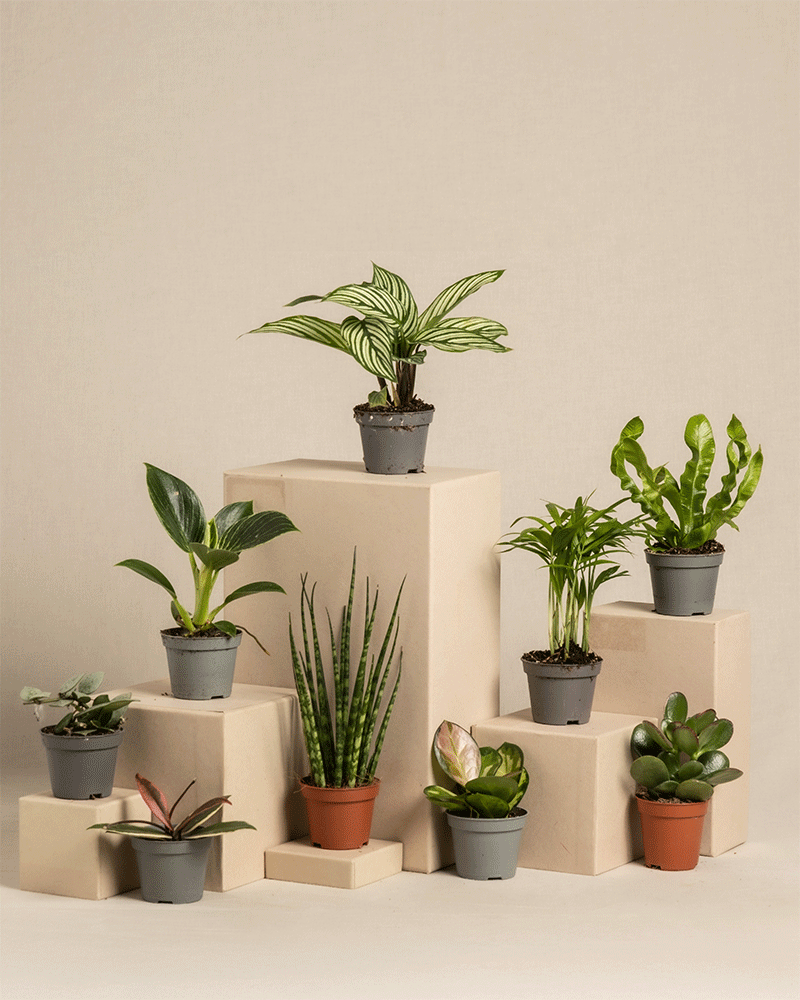 feey-variado-babypflanzen-berraschungs-set-9-st-ck-pflegeleicht image 3