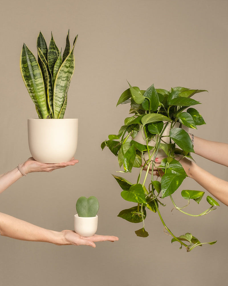 feey-variado-starter-set-sansevieria-efeutute-2-pflanzen image 1