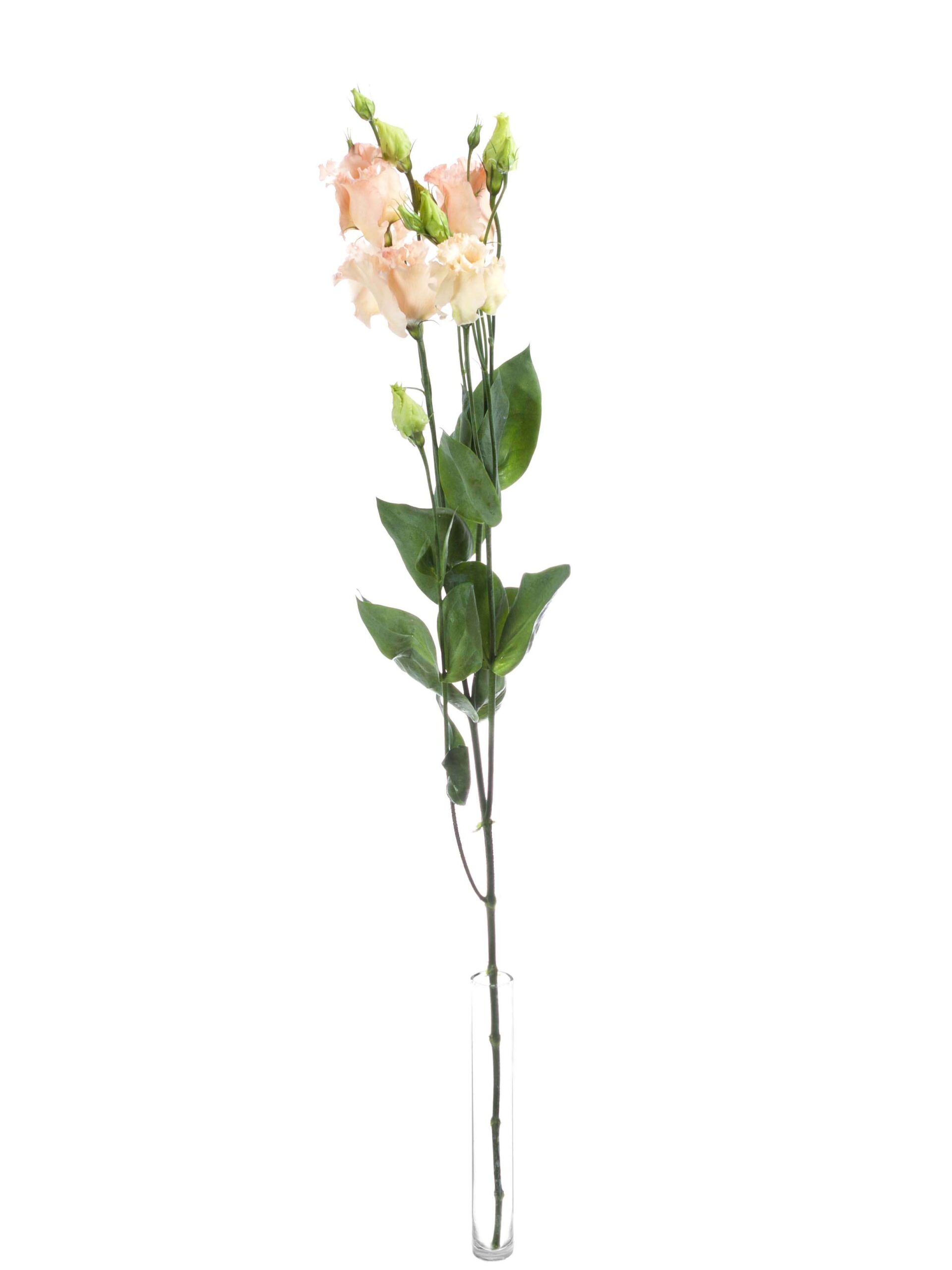 blumigo-lisianthus-falda-apricot-schnittblume-apricot-creme image 5