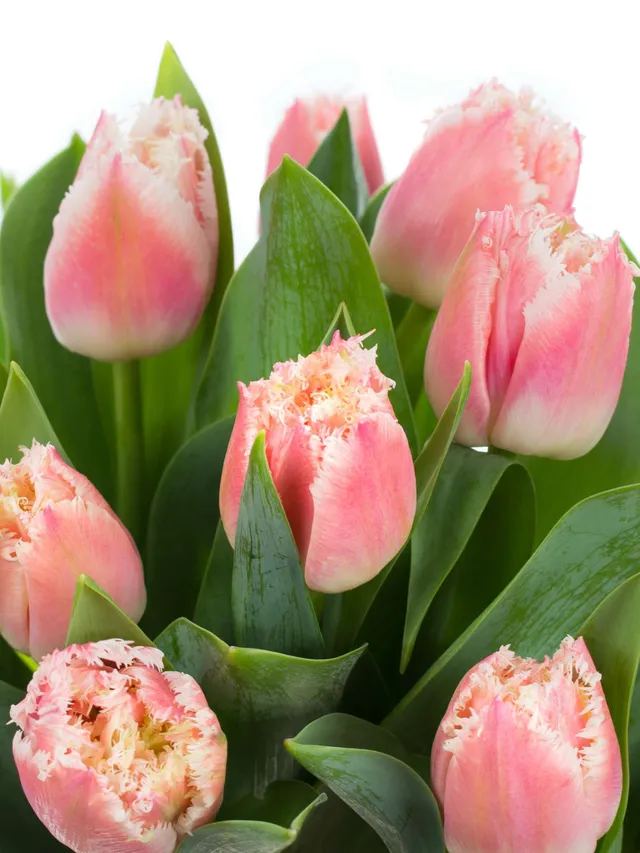 blumigo-tulpen-queensland-gefranste-schnittblumen-rosa-wei image 1