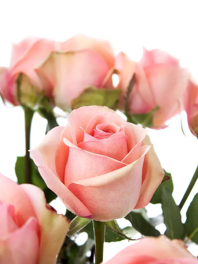 blumigo-donnatella-rosen-rosa-schnittrose image 1