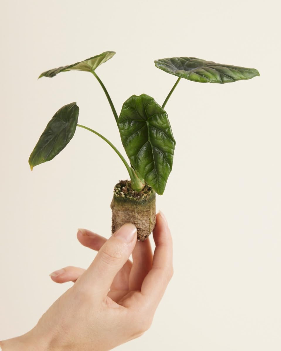 plnts-babyplnts-alocasia-sinuata-zimmerpflanze-10-cm-baby image 2