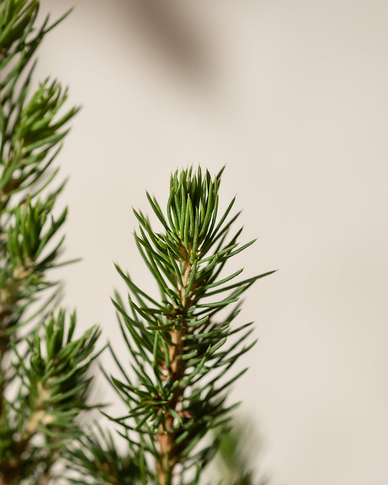 feey-amsterdam-tannenbaum-aussenpflanze-ohne-topf-winterhart image 8
