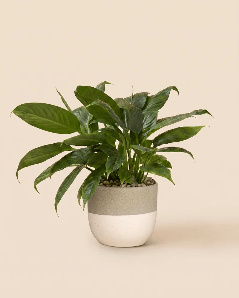 feey-einblatt-spathiphyllum-friedenslilie-ohne-bertopf image 5