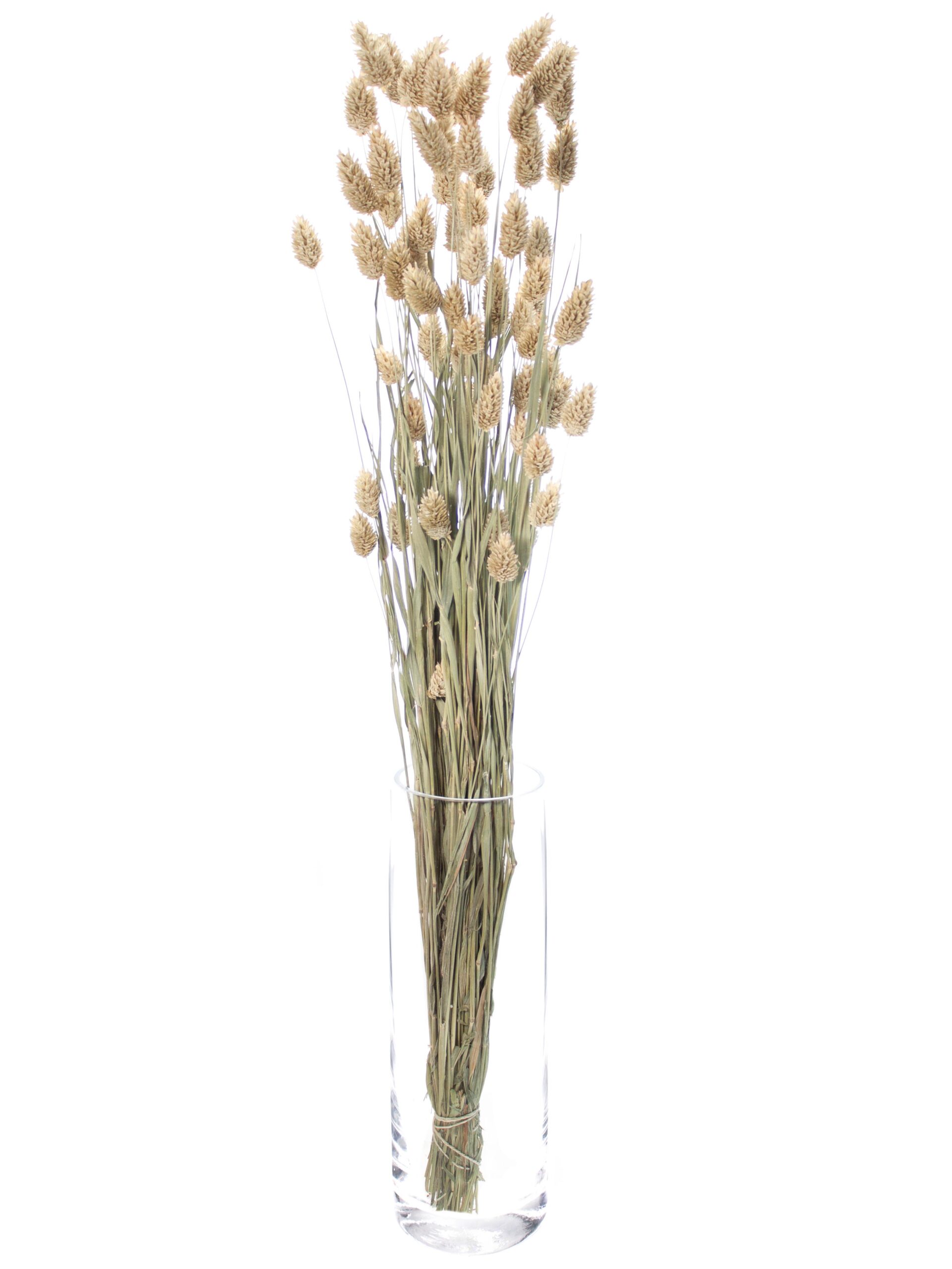 blumigo-phalaris-glanzgras-trockenblumen-natur image 2