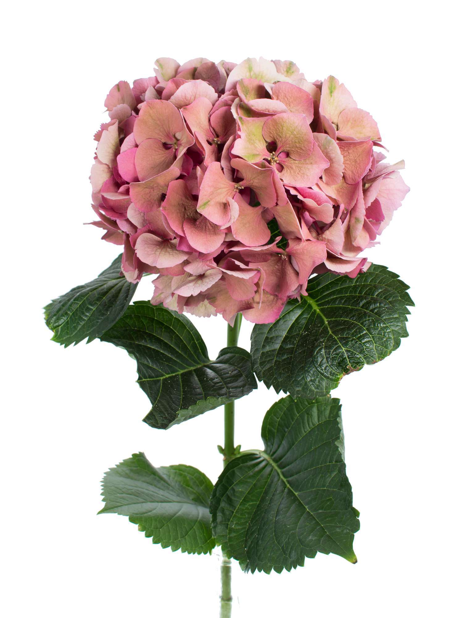 blumigo-hortensien-magical-sibilla-classic-schnittblume-gr-n-alt-ros image 2