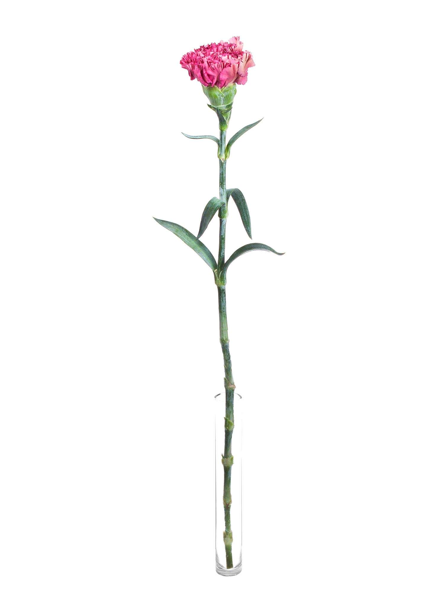 blumigo-nelken-viper-wine-edelnelke-pink image 5