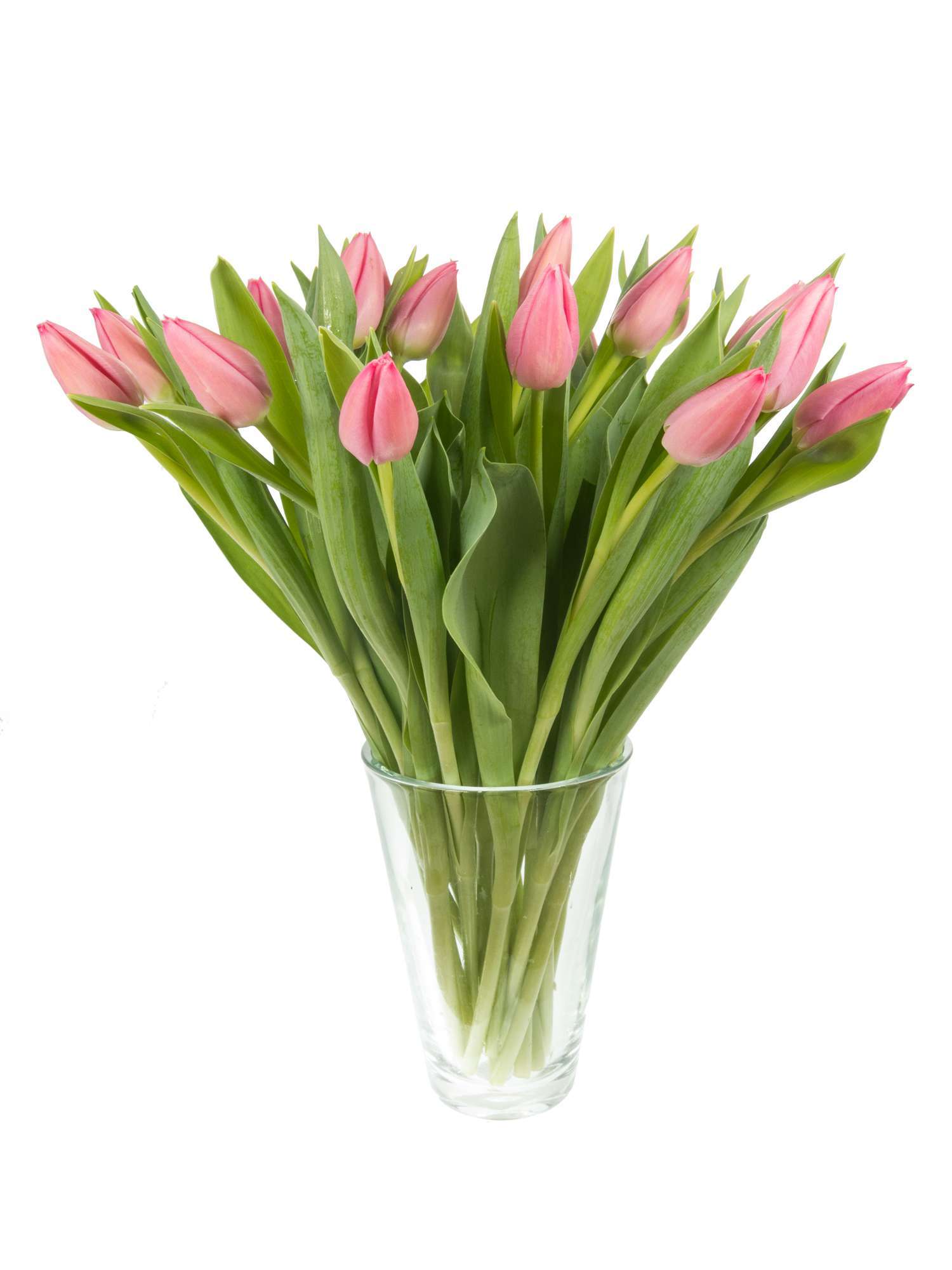 blumigo-tulpen-christmas-dream-pink-bund-frisch-8-tage image 2