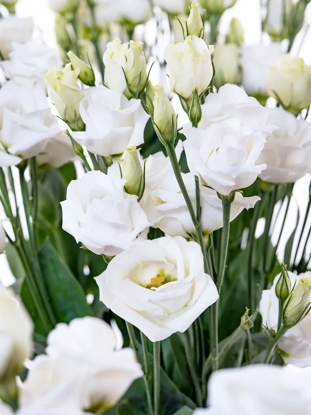 blumigo-lisianthus-rosita-white-schnittblume-wei-rosenartig image 1