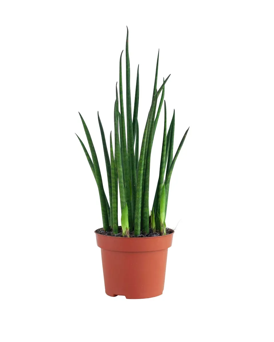 plnts-rareplnts-sansevieria-fernwood-mikado-zimmerpflanze-30-cm-pflegeleicht image 1