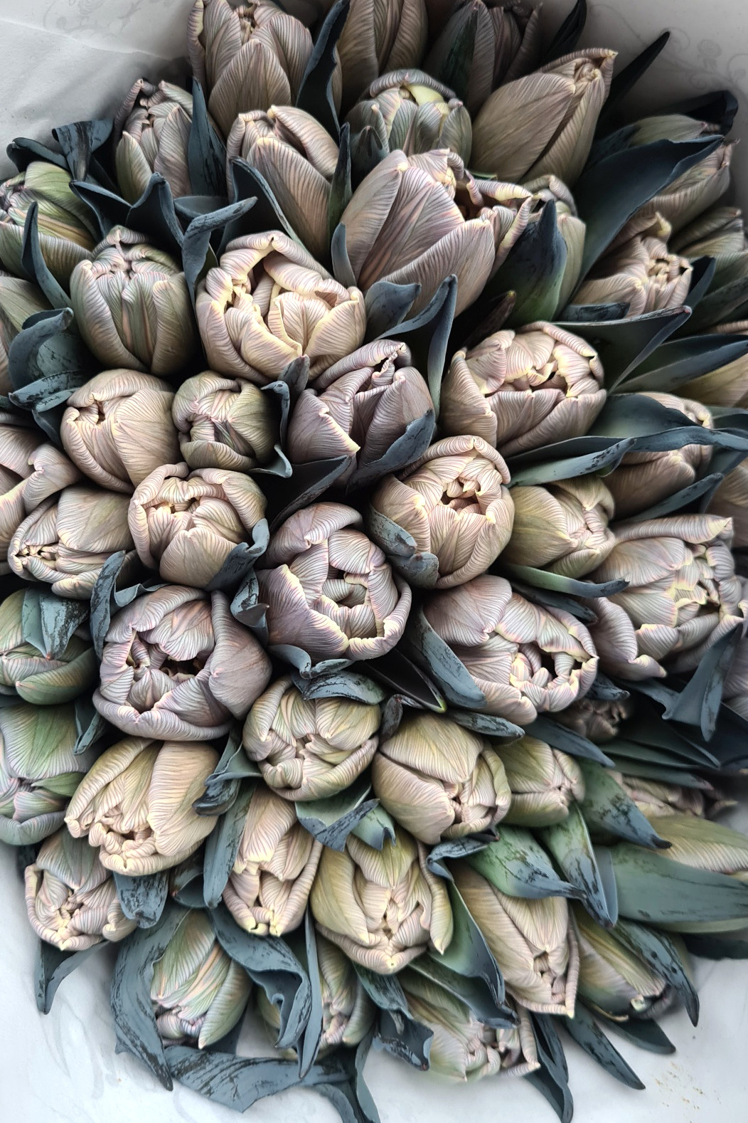 blumigo-tulpen-dusty-olive-schnittblume-grau-creme-gef-llt image 2