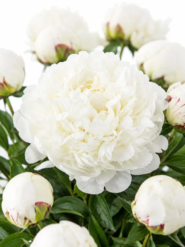 blumigo-pfingstrosen-bowl-of-cream-schnittblumen-creme-wei image 1