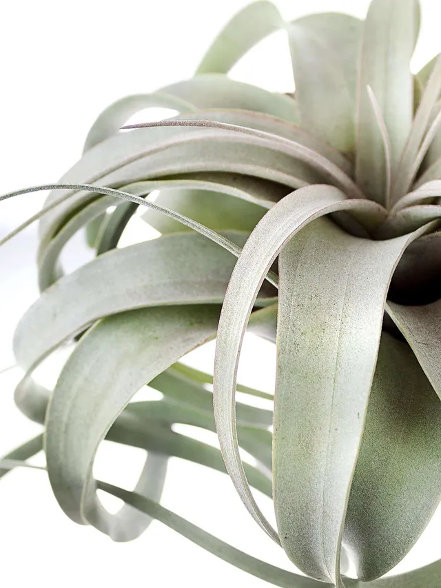 blumigo-tillandsia-xerographica-xl-luftpflanze-gr-n-silber image 1