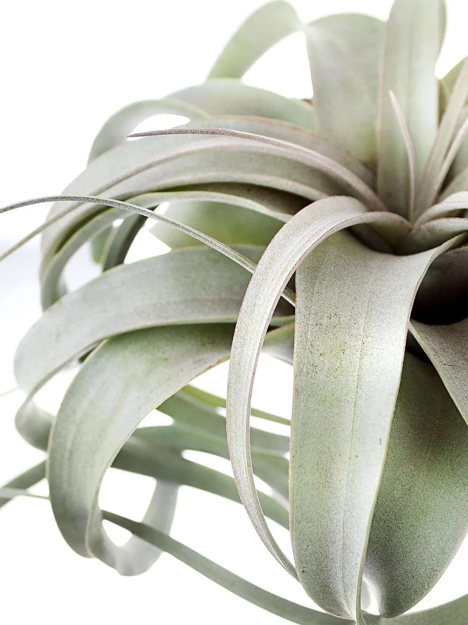 blumigo-tillandsia-xerographica-xl-luftpflanze-gr-n-silber image 1