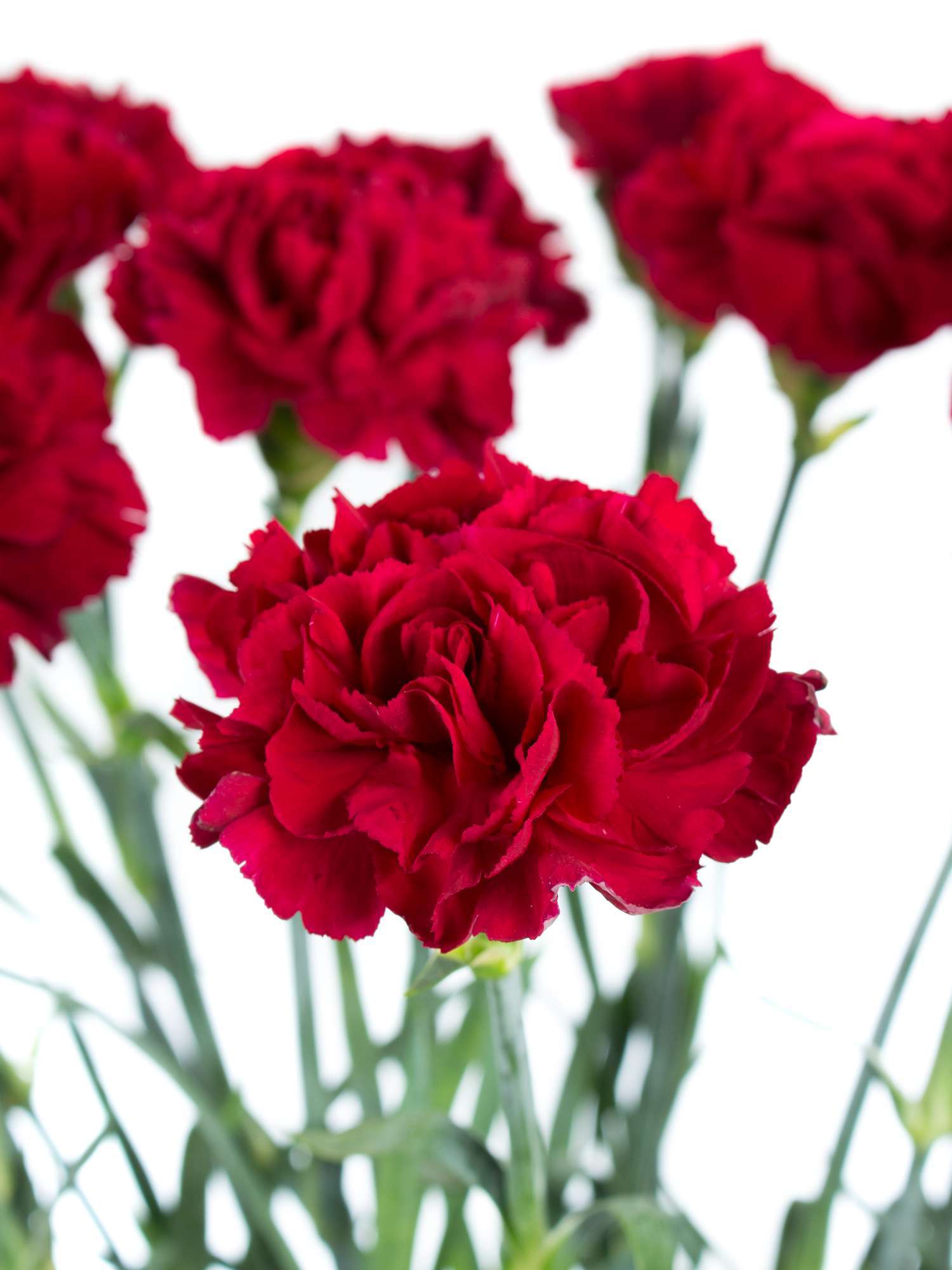 blumigo-edelnelken-crimson-tempo-schnittblumen-dunkelrot image 4