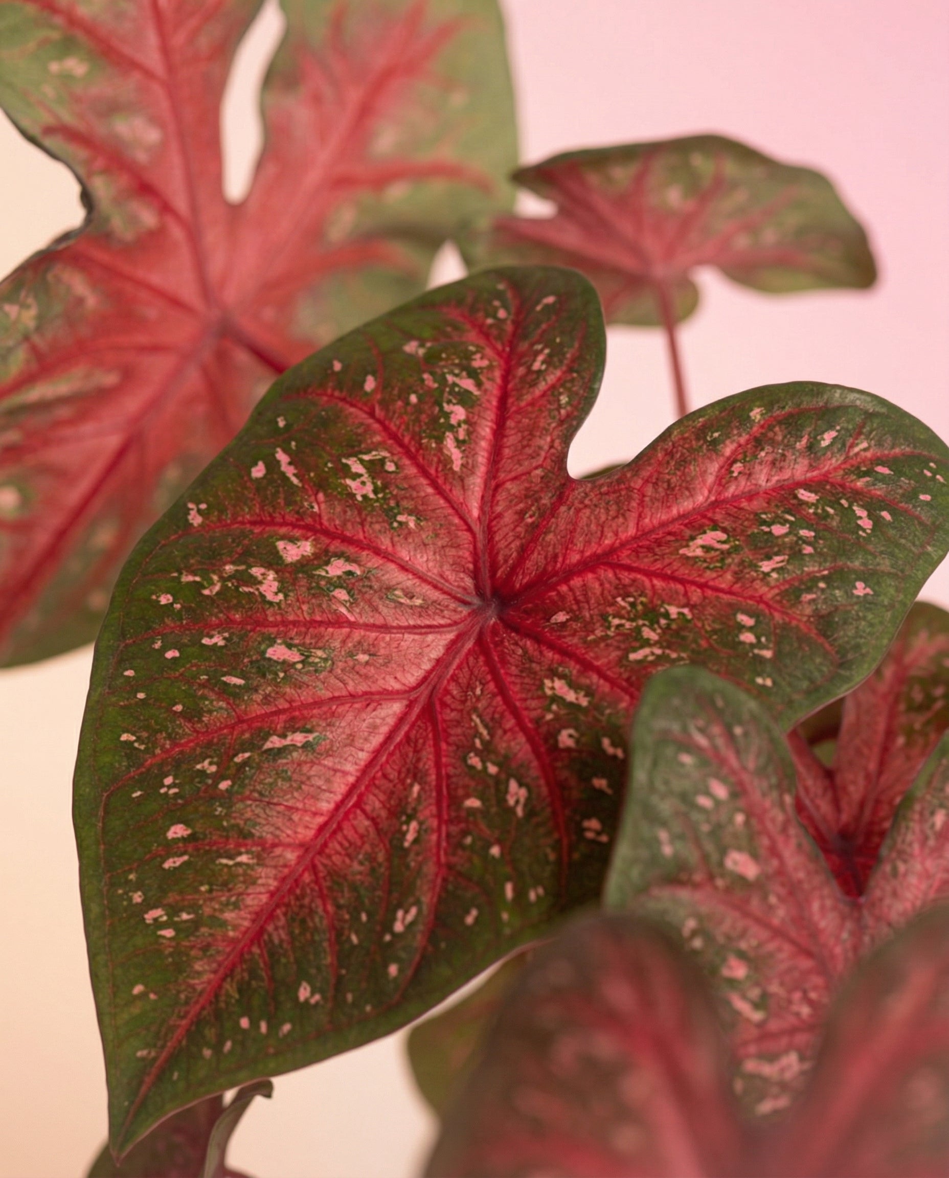 feey-variado-caladium-red-flash-zimmerpflanze-ohne-topf image 8