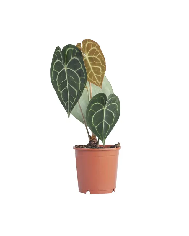 plnts-rareplnts-anthurium-clarinervium-herzblattblume-15-cm-topf image 1