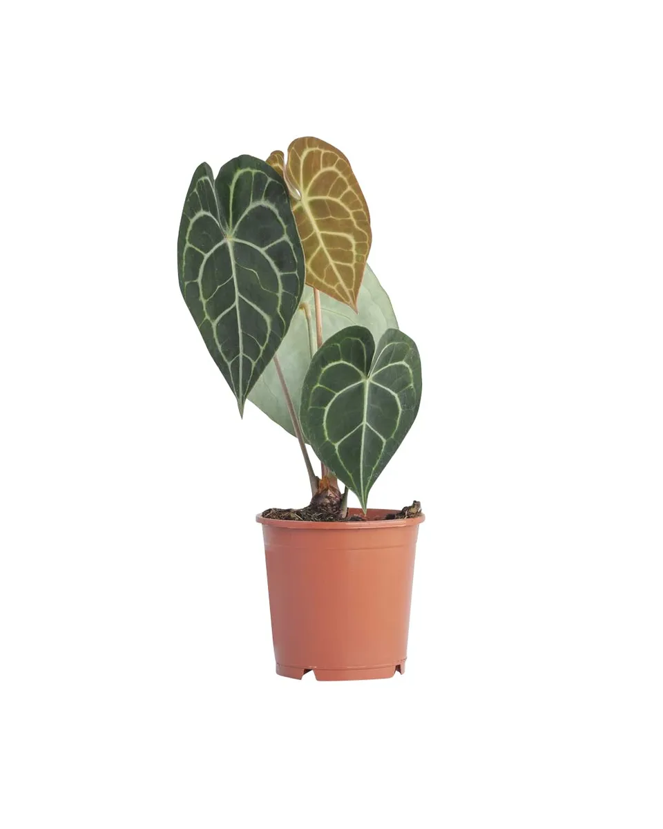 plnts-rareplnts-anthurium-clarinervium-herzblattblume-15-cm-topf image 1