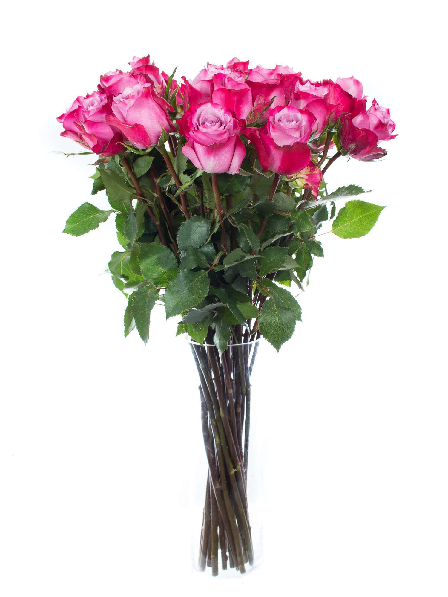 blumigo-rosen-deep-purple-pink-schnittrose image 2