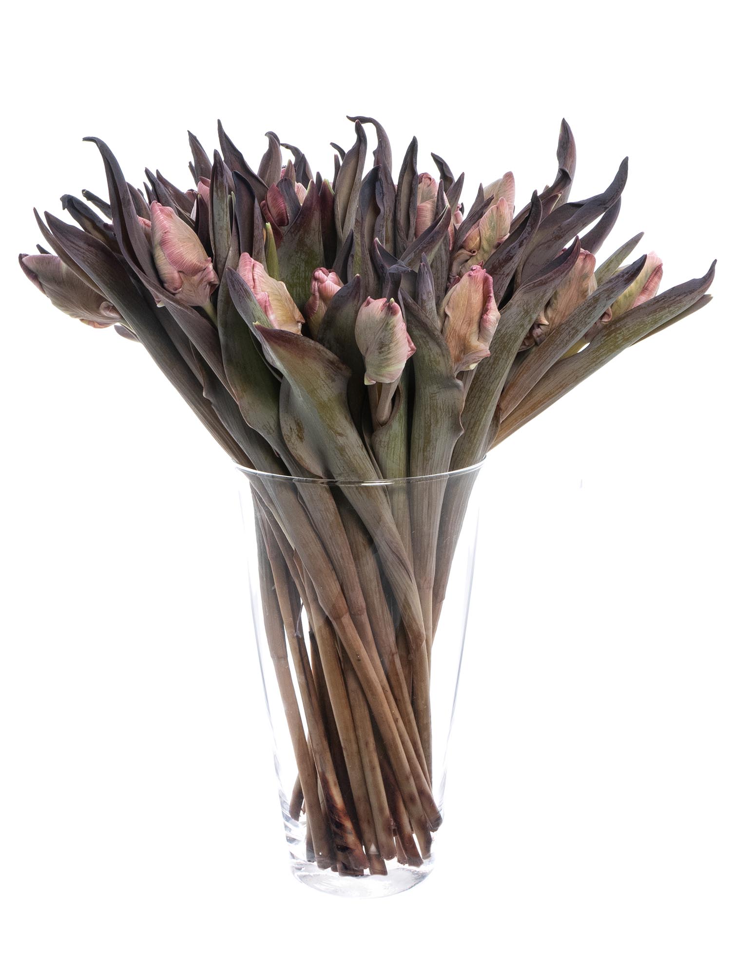 blumigo-tulpen-brownies-parrot-tulpe-gr-n-braun image 3