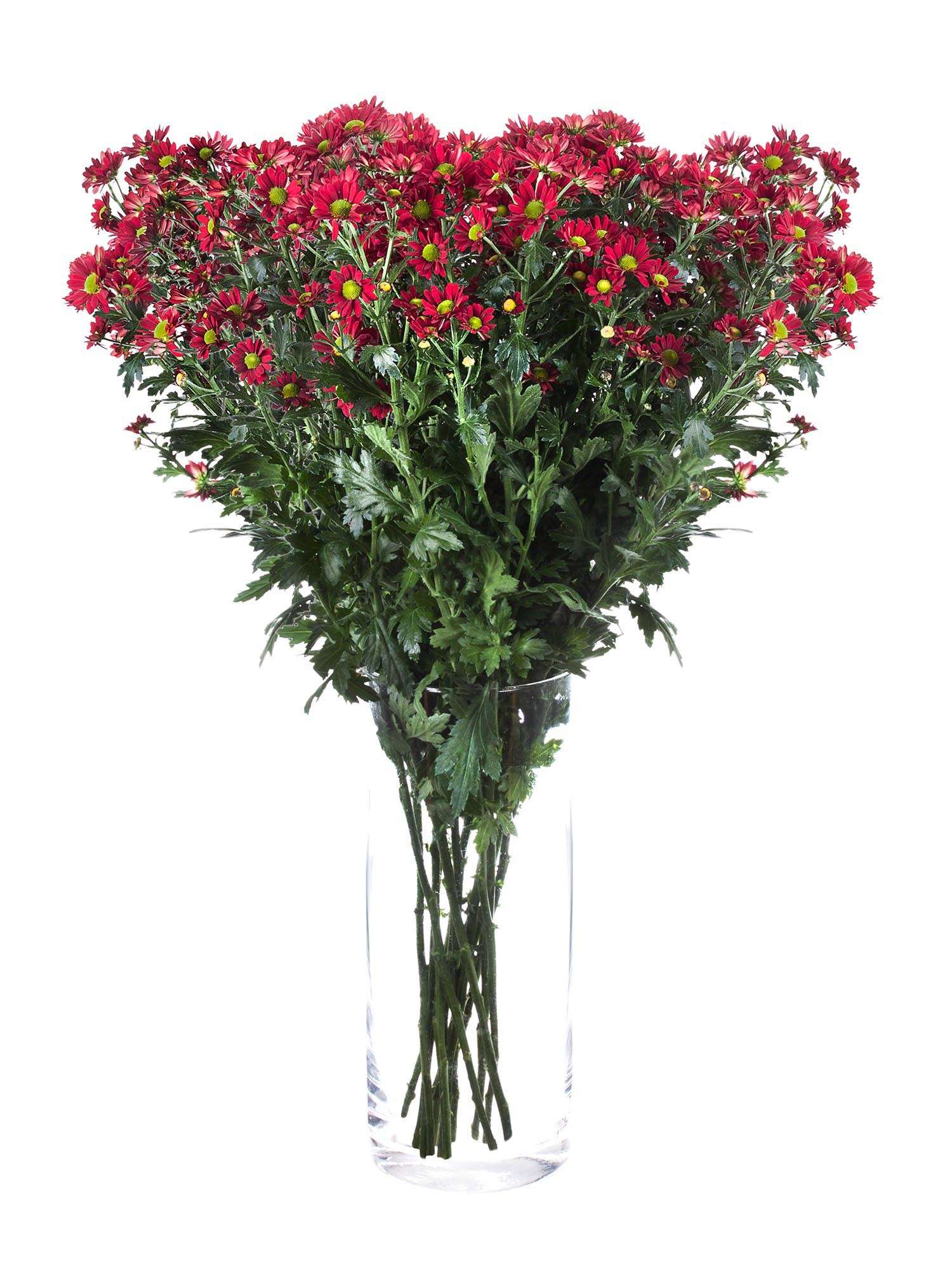 blumigo-dung-red-santini-chrysantheme-rot-schnittblume image 2
