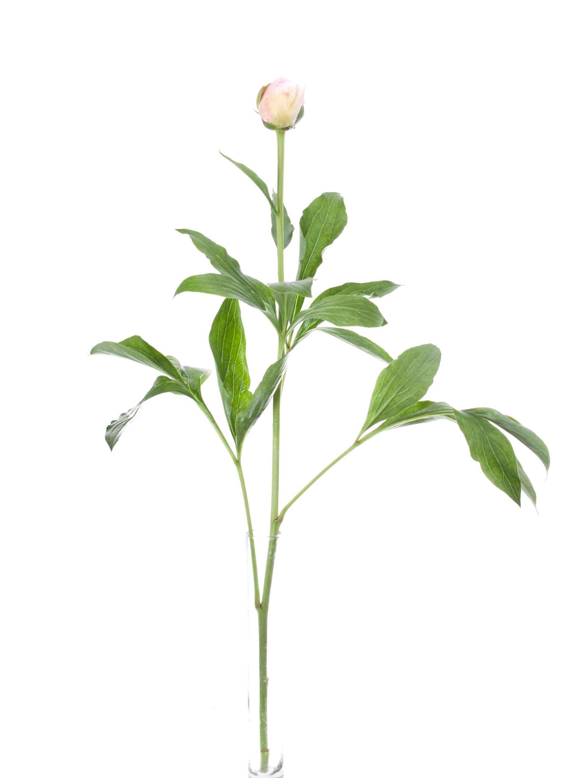 blumigo-pfingstrosen-alertie-rosa-schnittblumen-geschlossen image 5