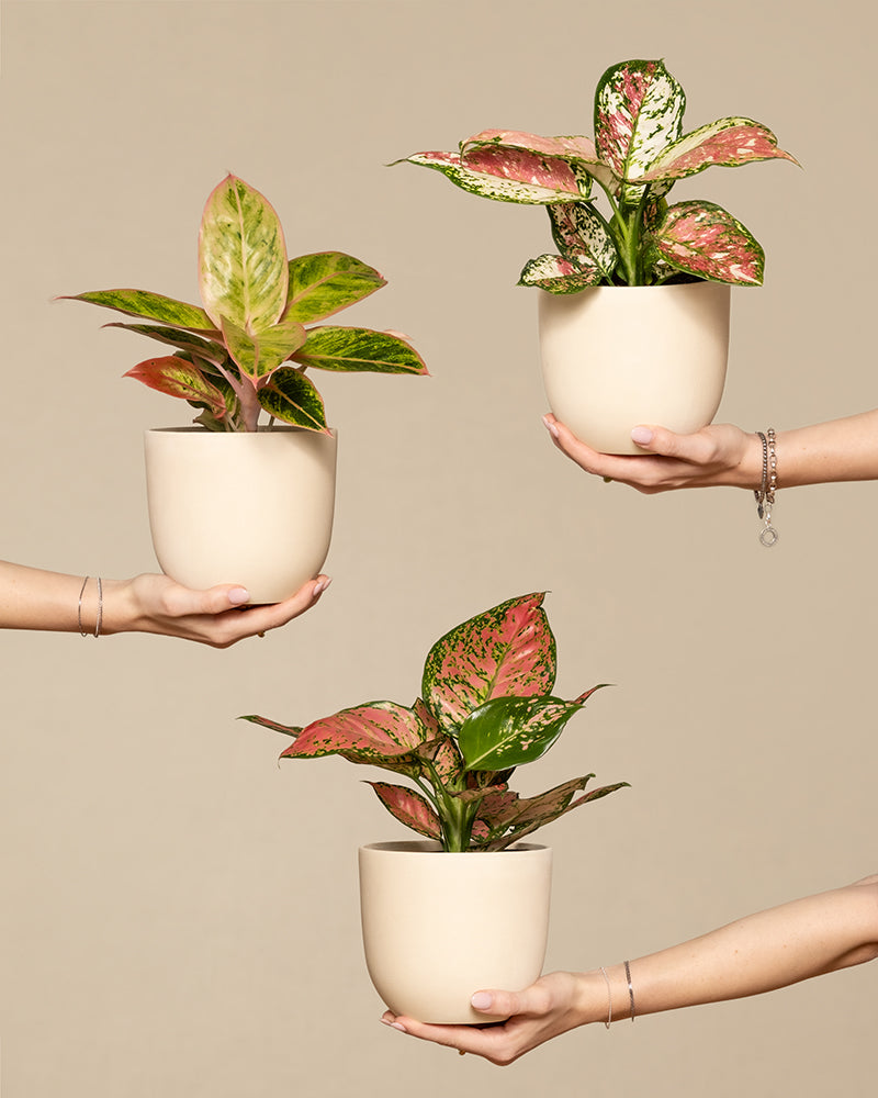 feey-variado-buntes-aglaonema-trio-zimmerpflanzen-3er-set image 1