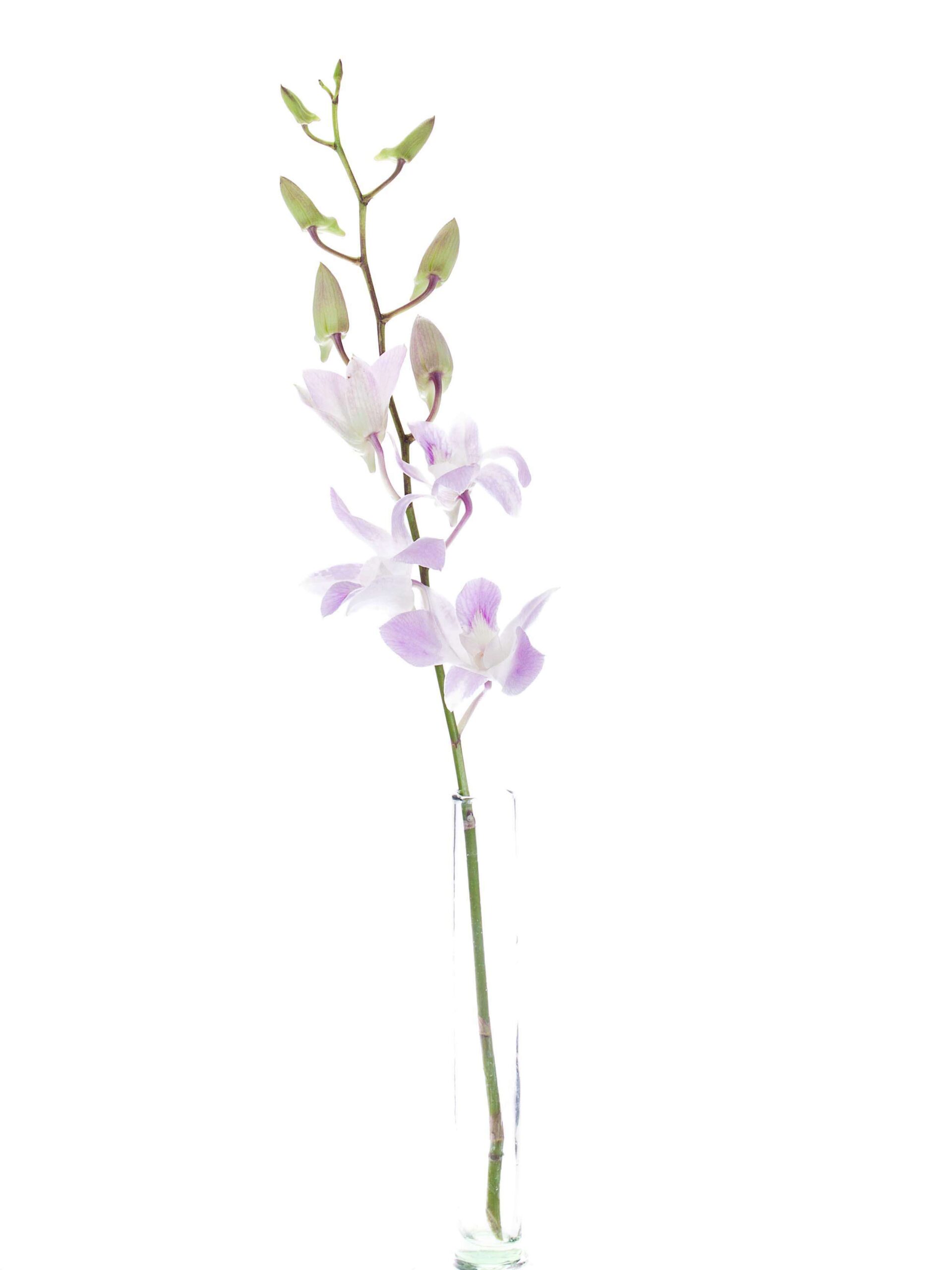 blumigo-bindegr-n-dendrobium-orchidee-wei-rosa-stiel image 3