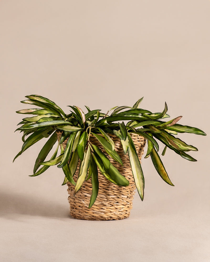 feey-variado-hoya-wayetii-tricolor-porzellanblume-o-topf image 7