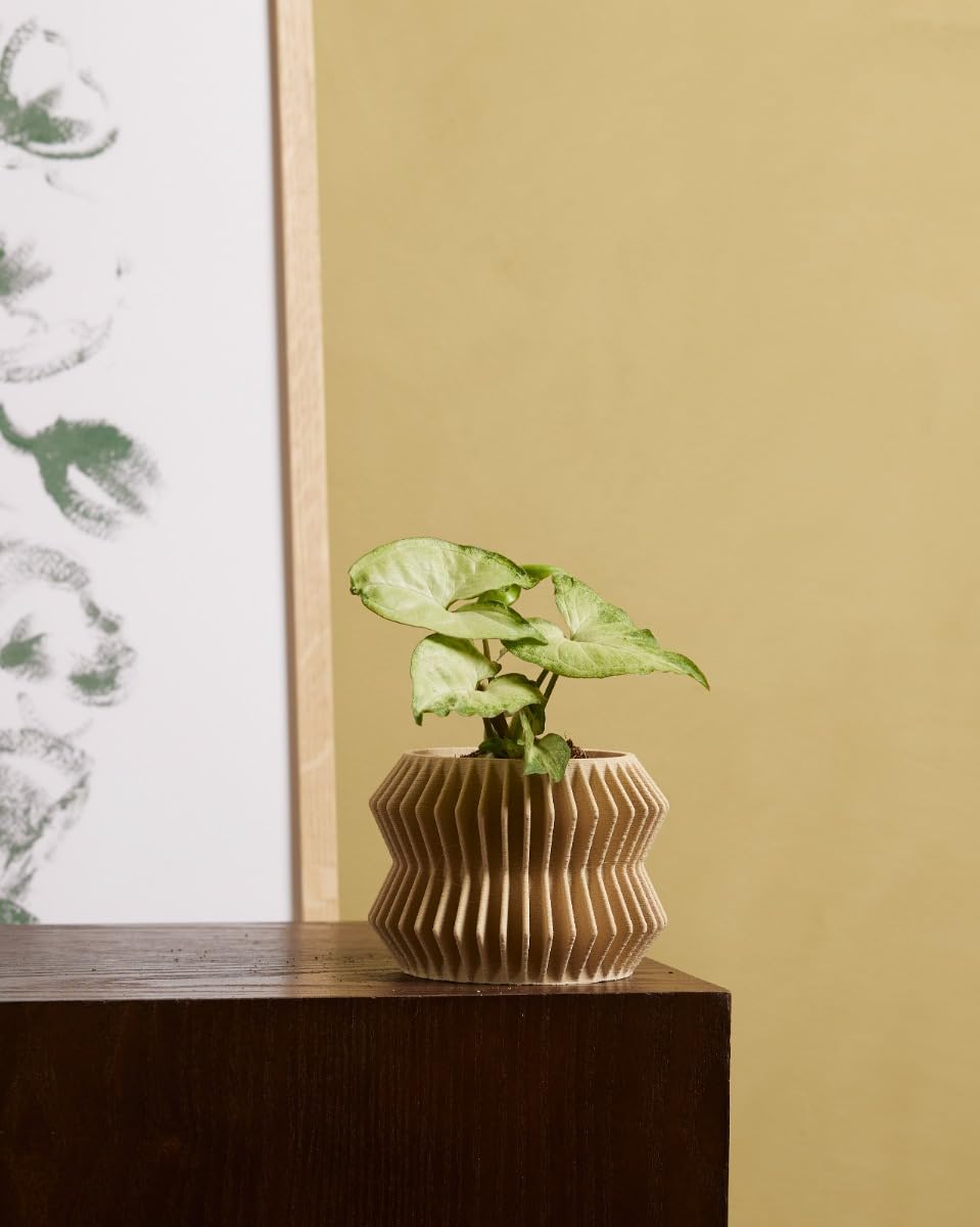 plnts-babyplnts-syngonium-white-butterfly-babypflanze-10-cm image 5