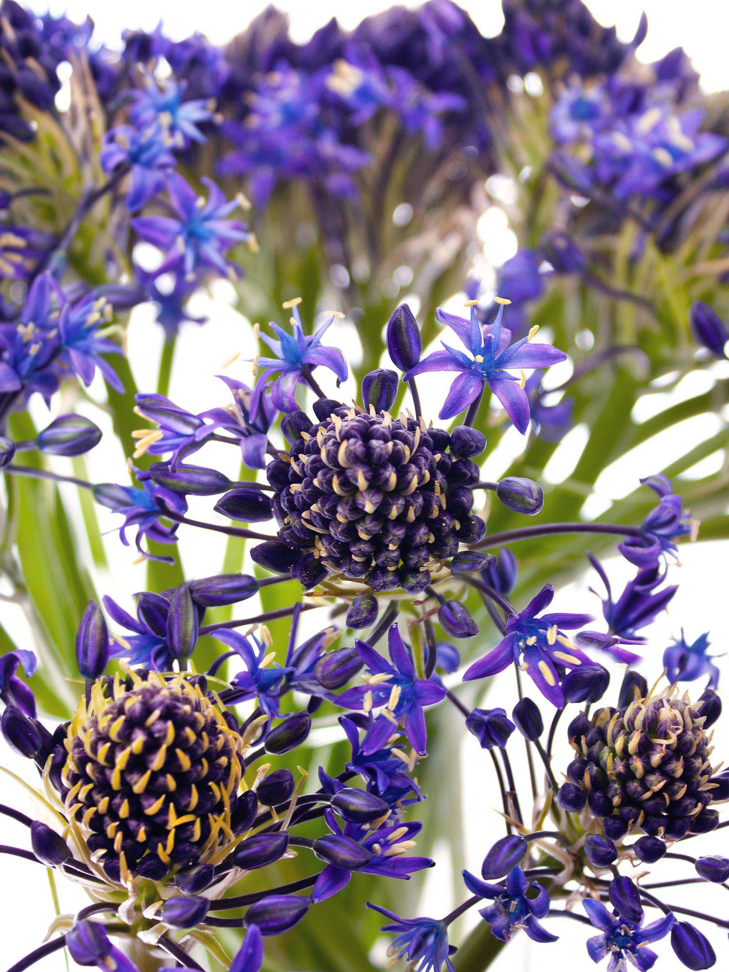 blumigo-fr-hlingsknollen-scilla-peruviana-blaustern-lila image 1