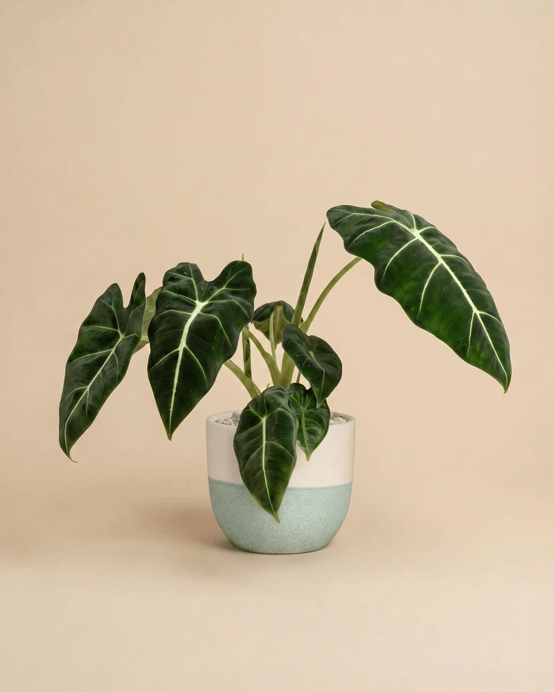feey-variado-alocasia-frydek-zimmerpflanze-ohne-bertopf-samtig image 5