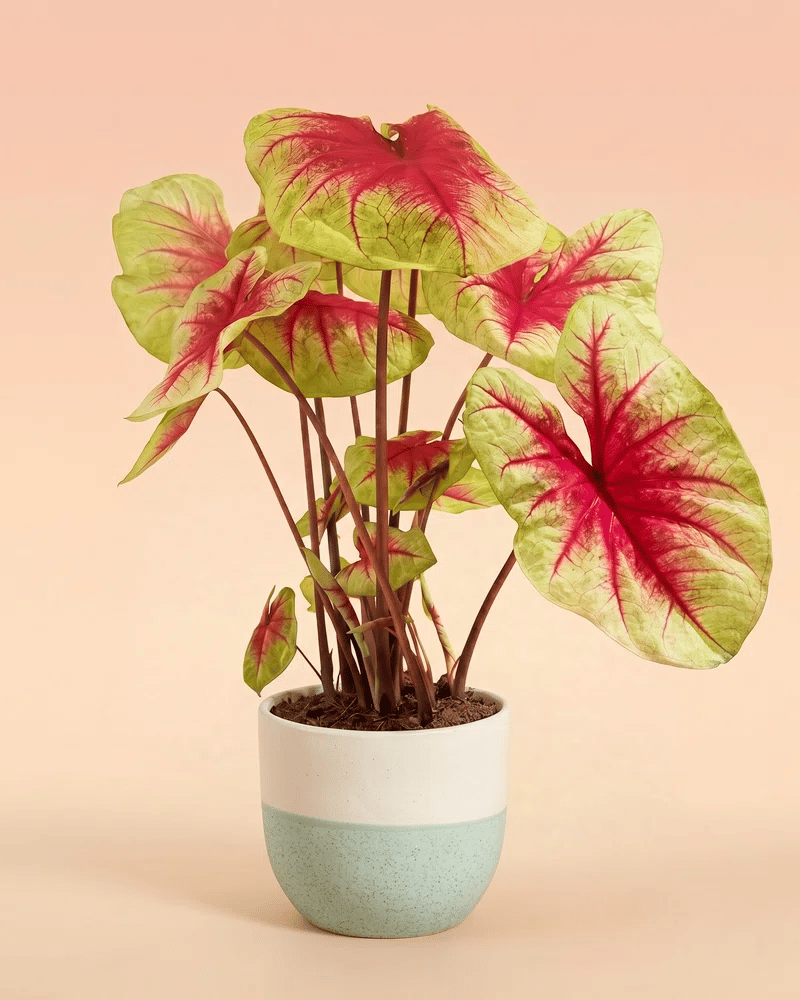feey-variado-caladium-lemon-blush-zimmerpflanze-ohne-bertopf image 5