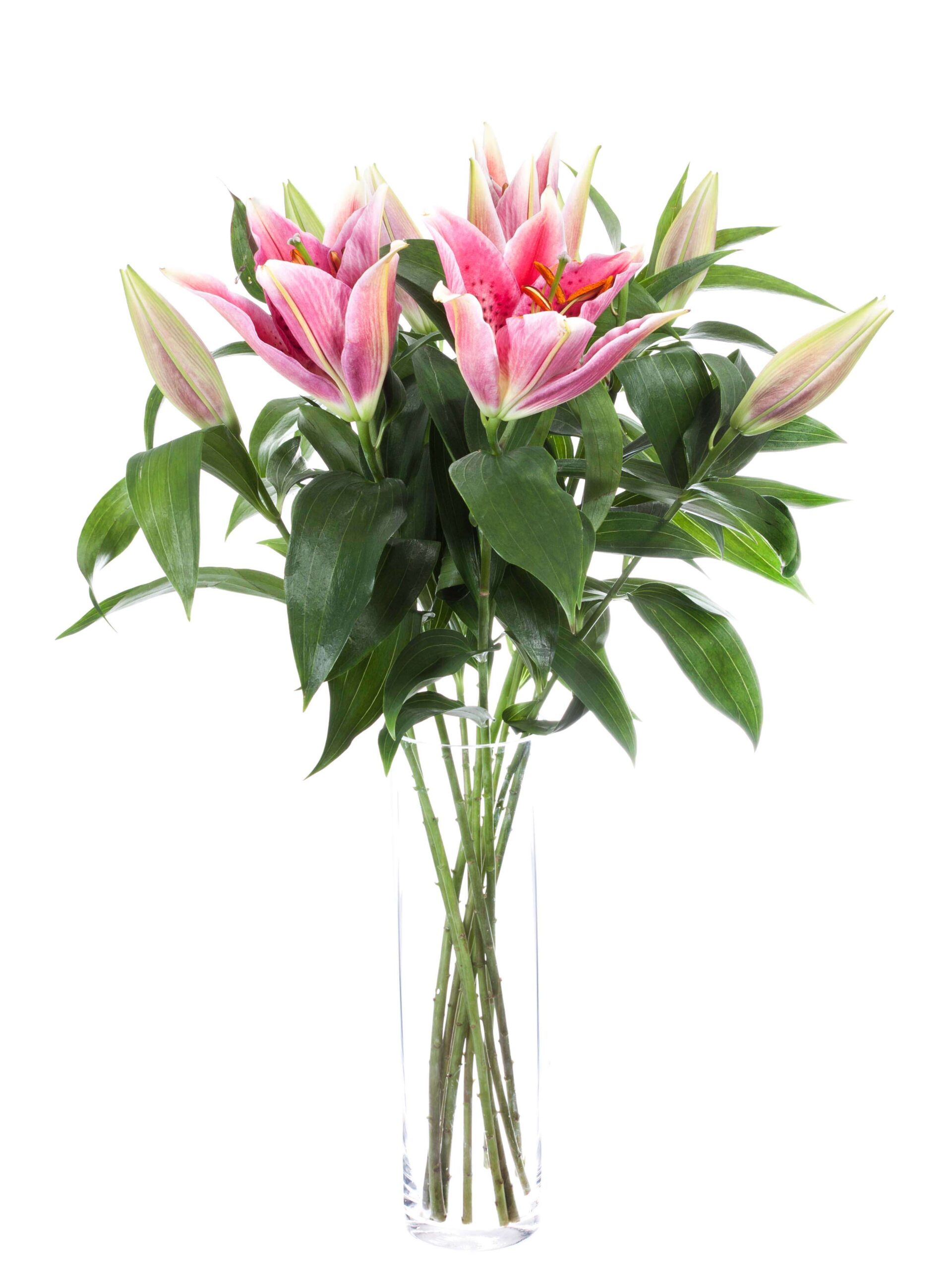 blumigo-blattwerk-lilie-canberra-pink-wei-schnittblume image 2