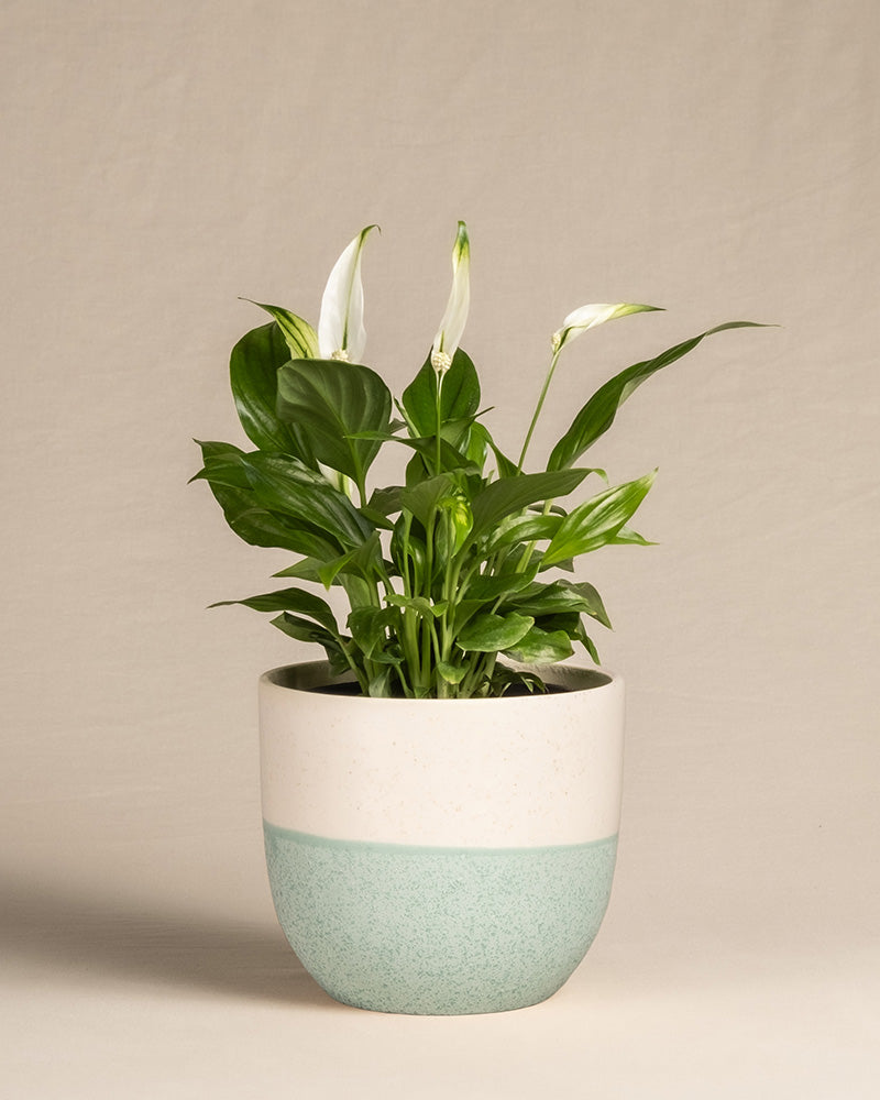 feey-einblatt-spathiphyllum-zimmerpflanze-klein-ohne-topf image 5