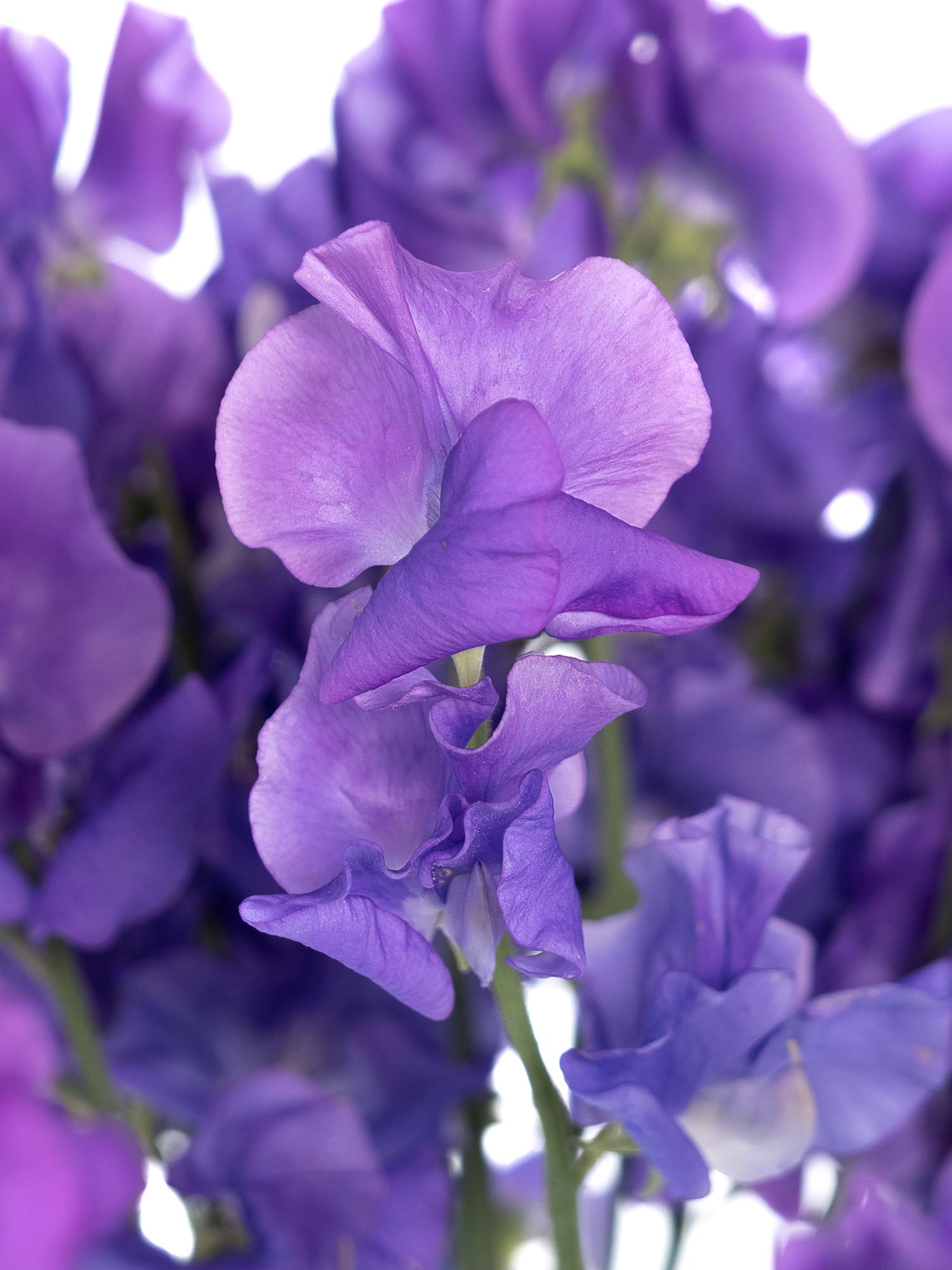 blumigo-wicken-sunshine-mauve-schnittblume-violett image 1